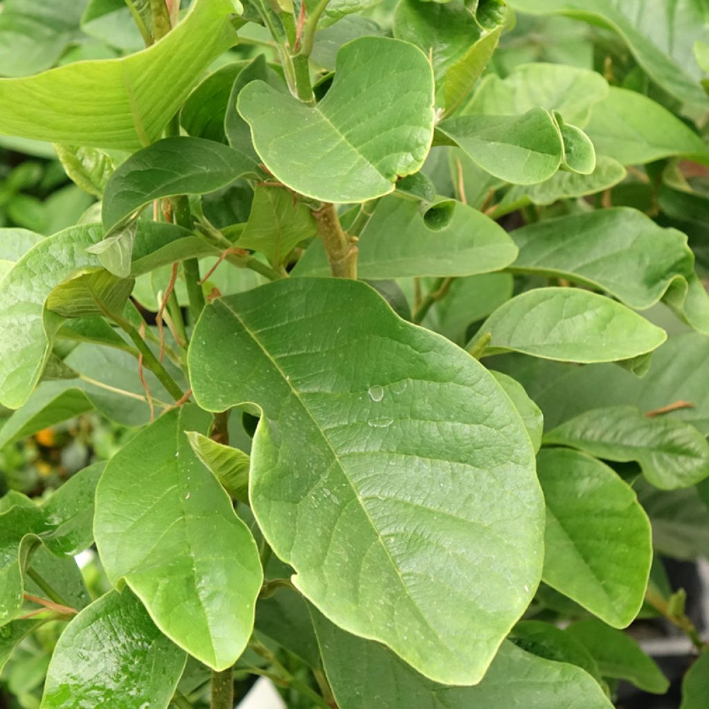 Magnolia Burgundy Star