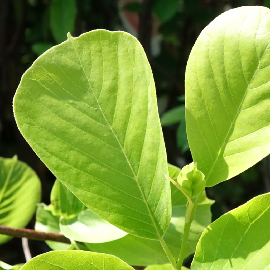 Magnolia denudata Double Diamond - Magnolia Yulan
