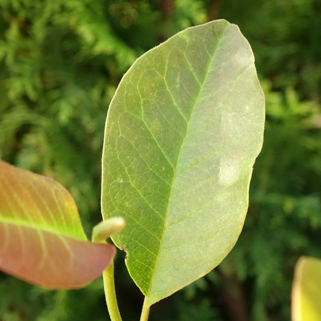 Magnolia denudata Festirose