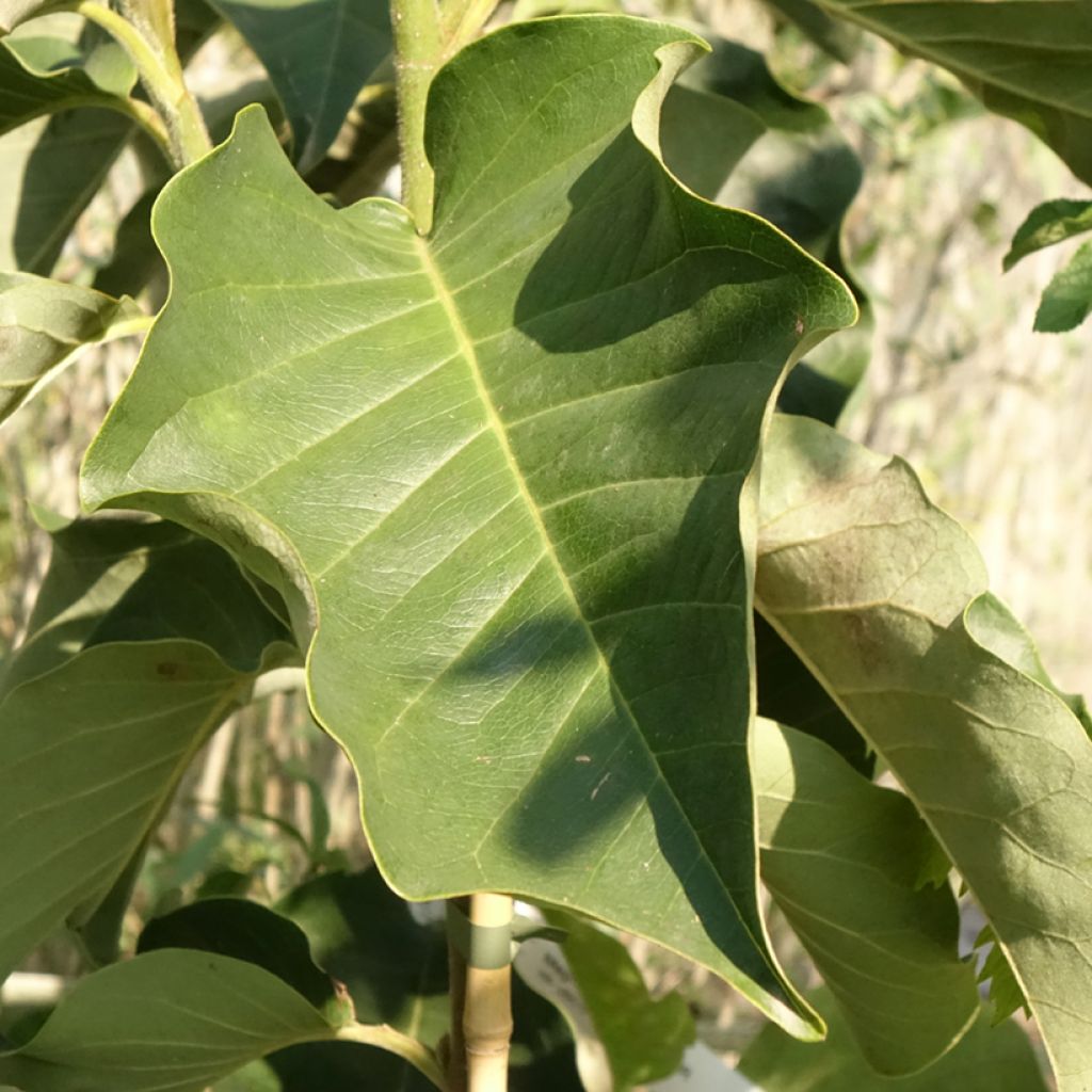 Magnolia Emperor
