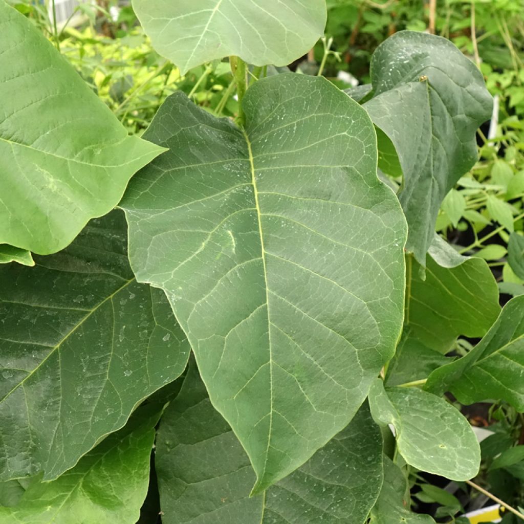 Magnolia Felix Jury