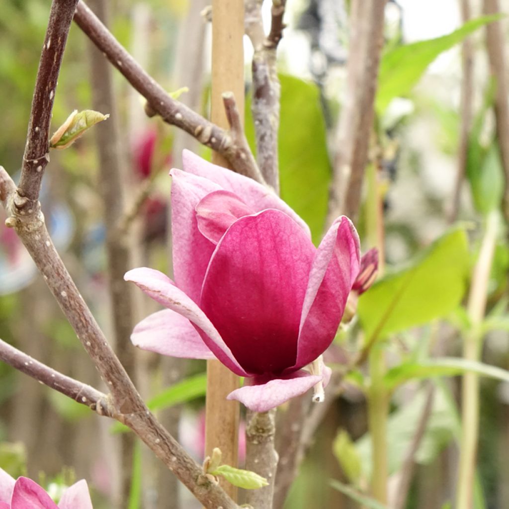 Magnolia Genie