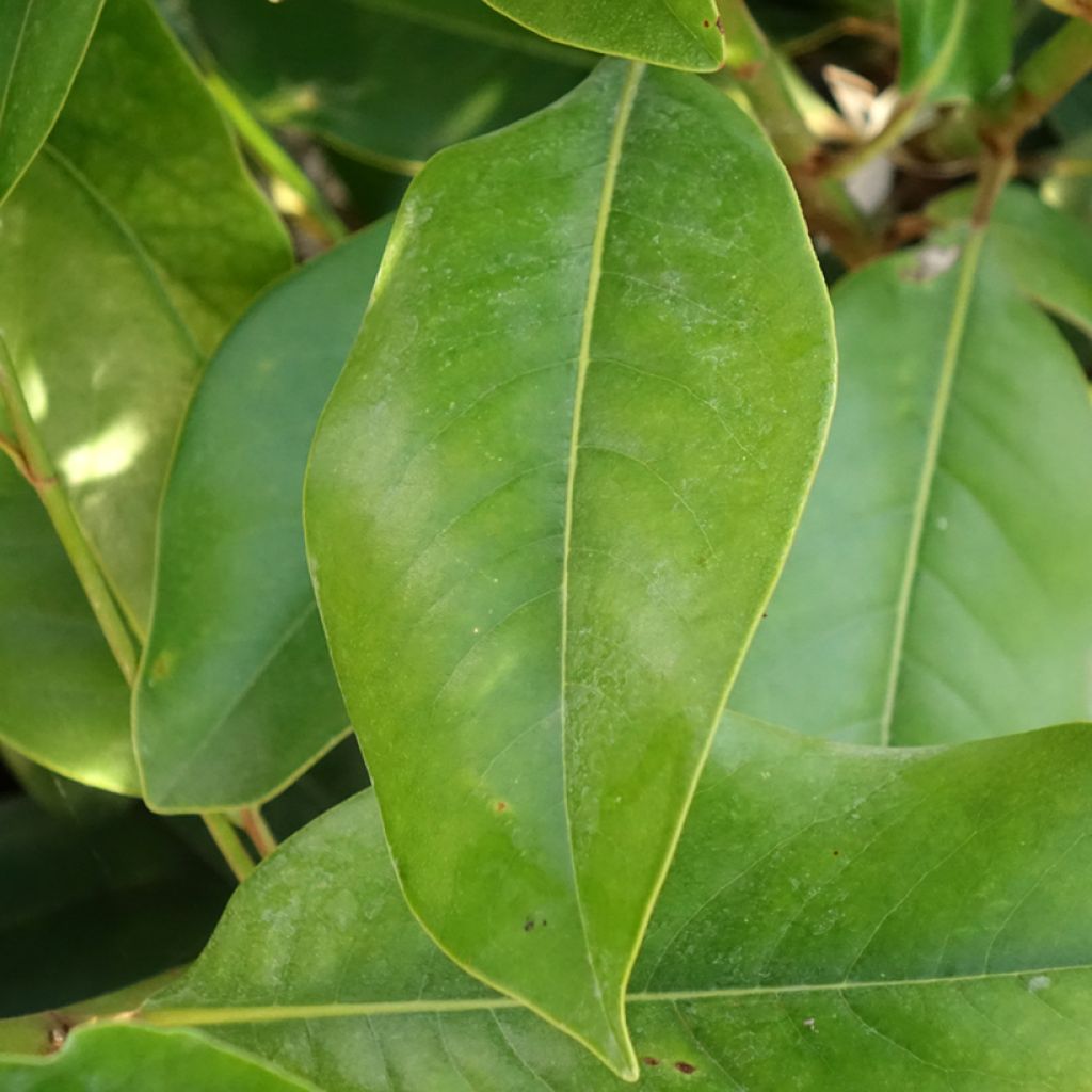 Magnolia grandiflora Double Nantais