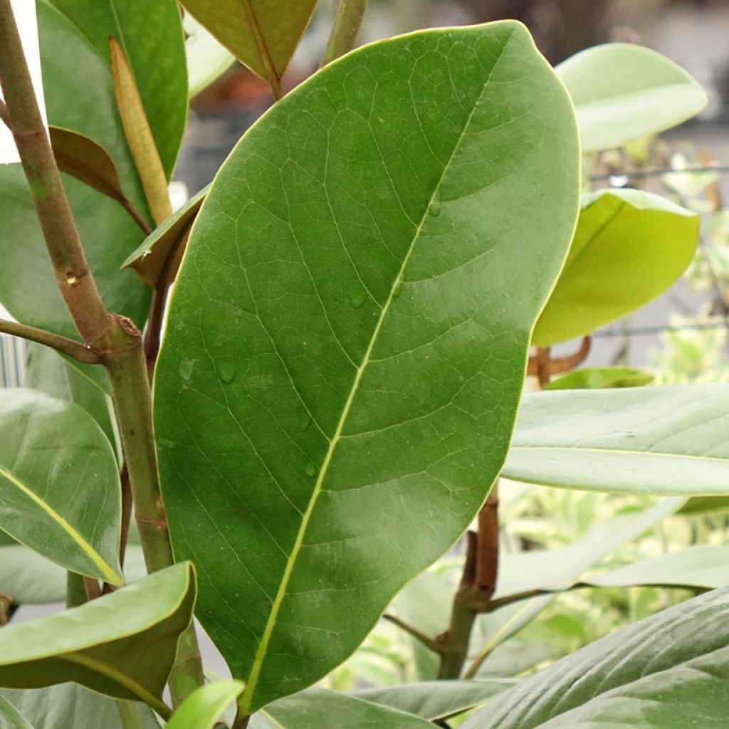 Magnolia grandiflora Mainstreet - Laurier-tulipier