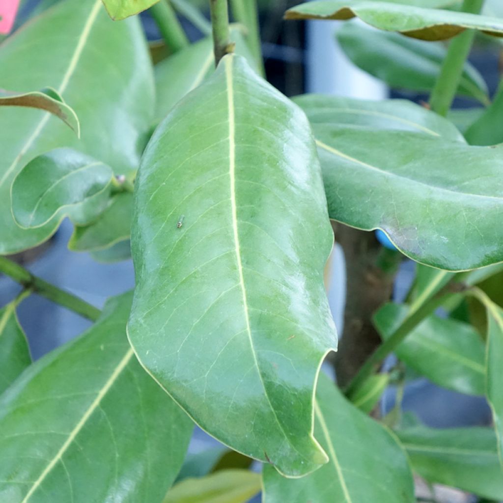 Magnolia grandiflora Nana - Laurier-tulipier