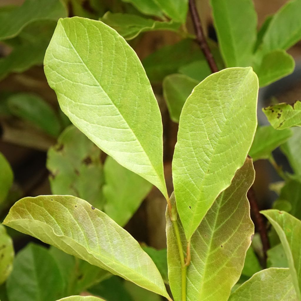 Magnolia loebneri Merrill