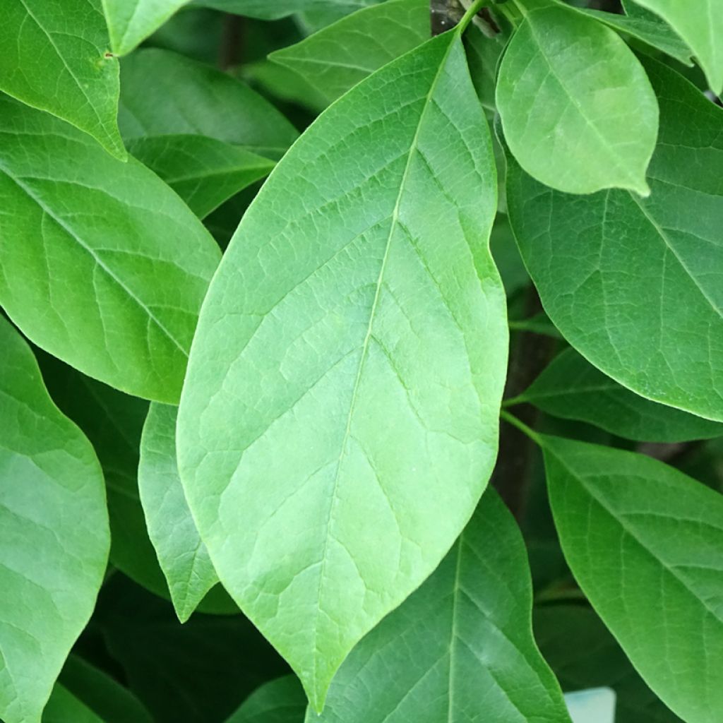 Magnolia - Magnolia x soulangeana Andre Leroy