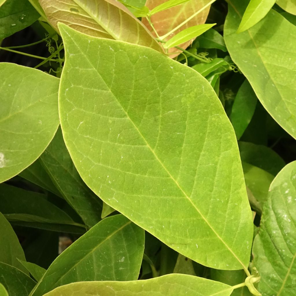 Magnolia Manchu Fan