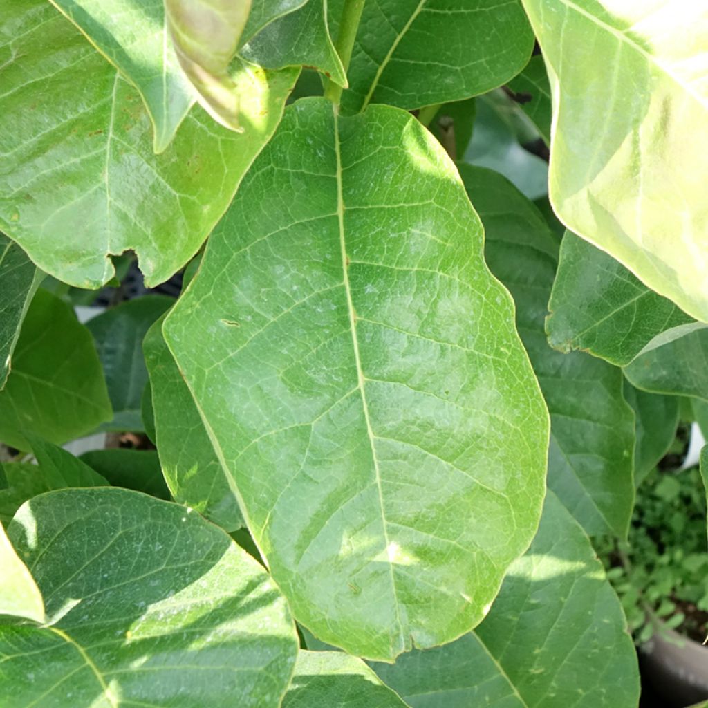 Magnolia Meganolia