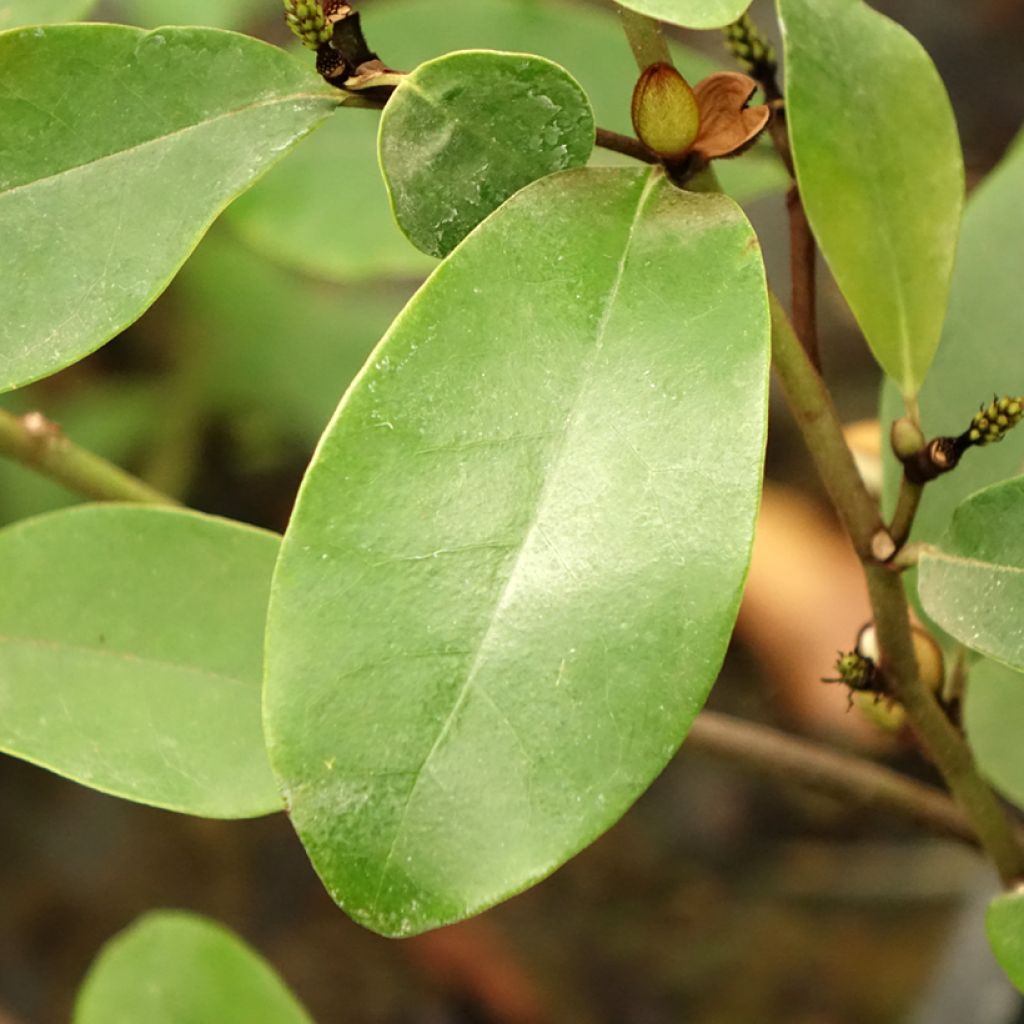 Magnolia White Caviar