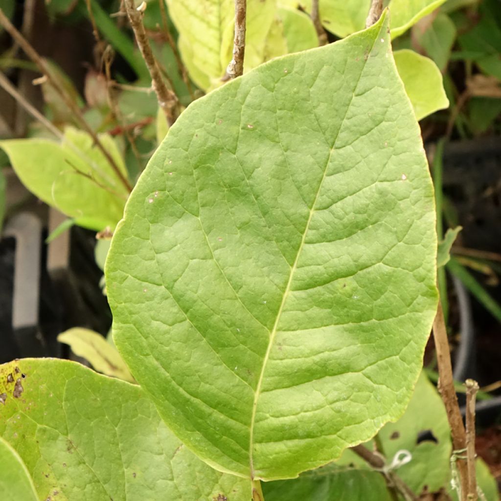 Magnolia soulangeana Lennei