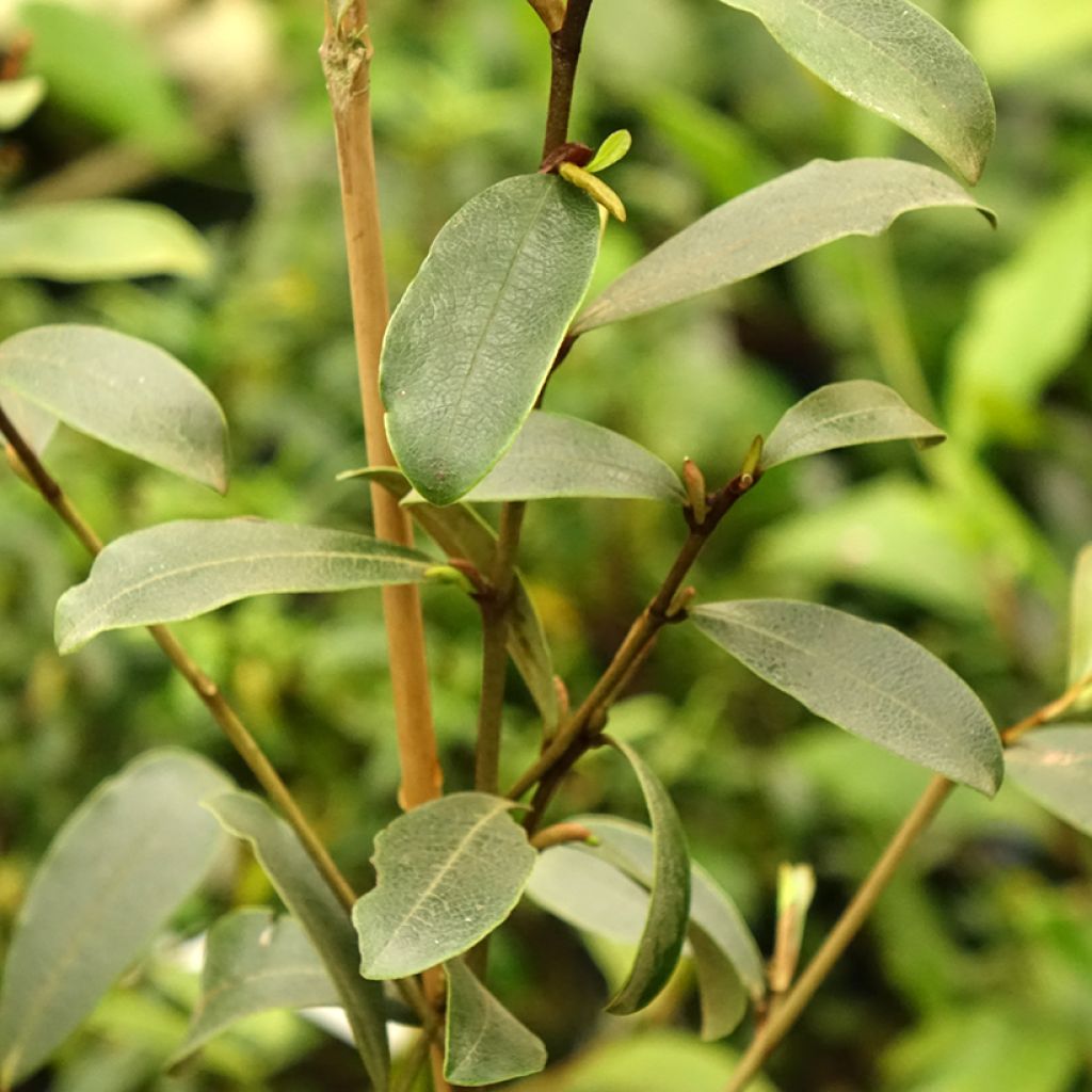 Magnolia yunnanensis - Michelia