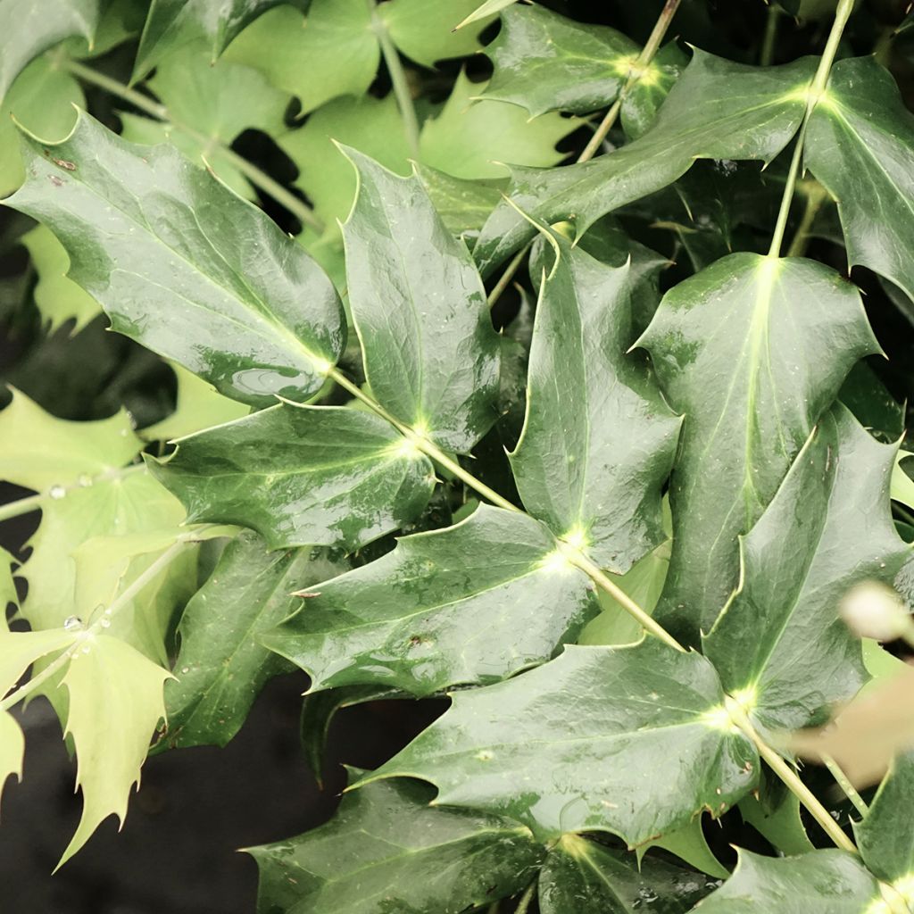 Mahonia Japonica Hivernant