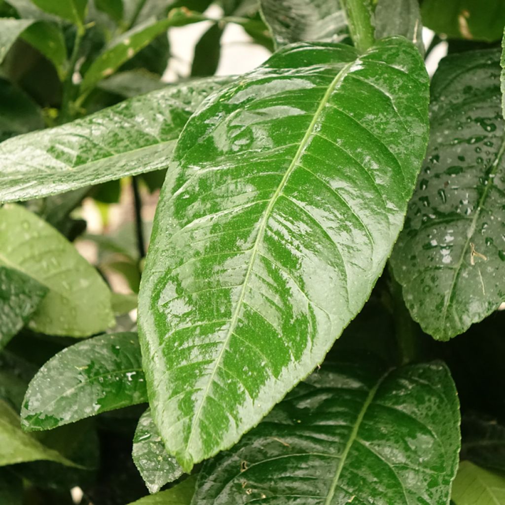 Main de Bouddha - Citrus medica var. sarcodactylis
