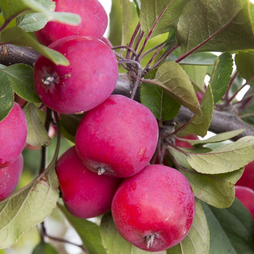 Malus Appletini (Gulliver) - Pommier d'ornement 