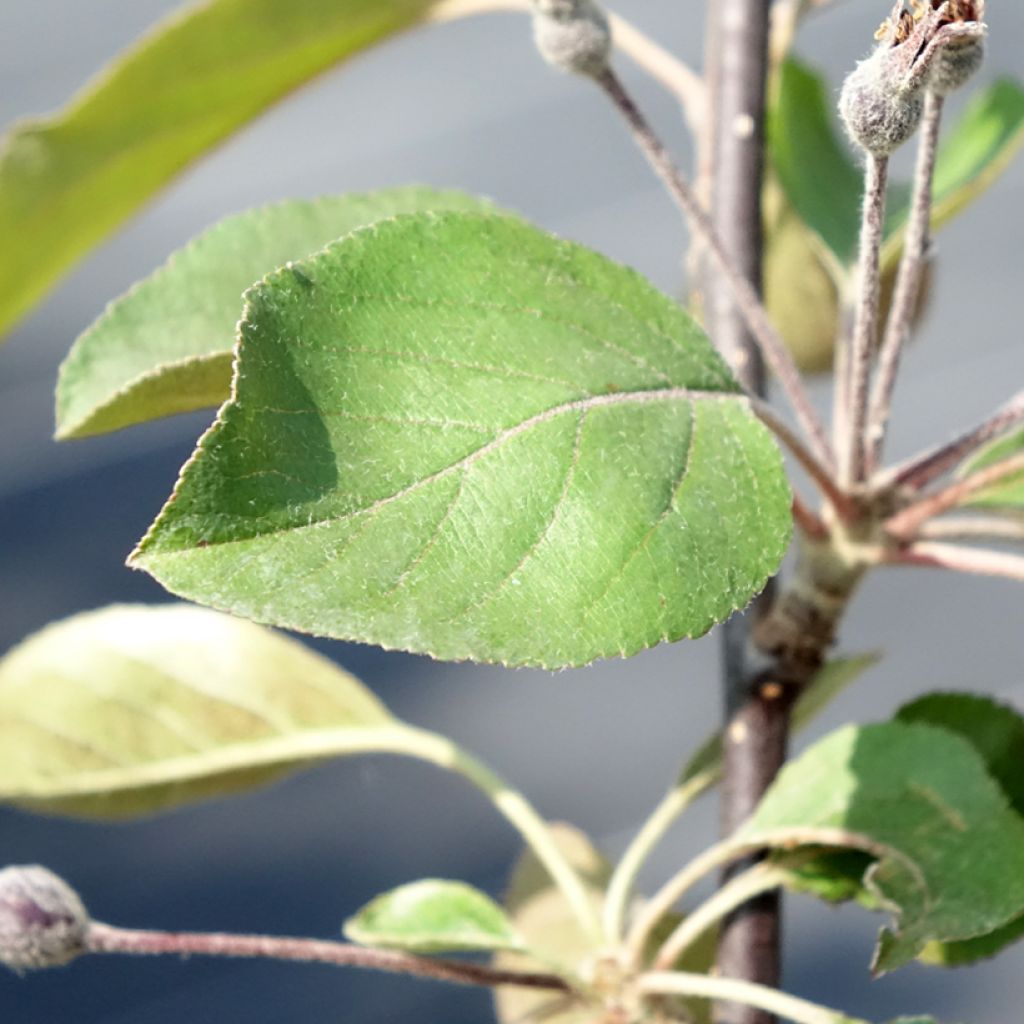 Malus Appletini (Gulliver) - Pommier d'ornement 