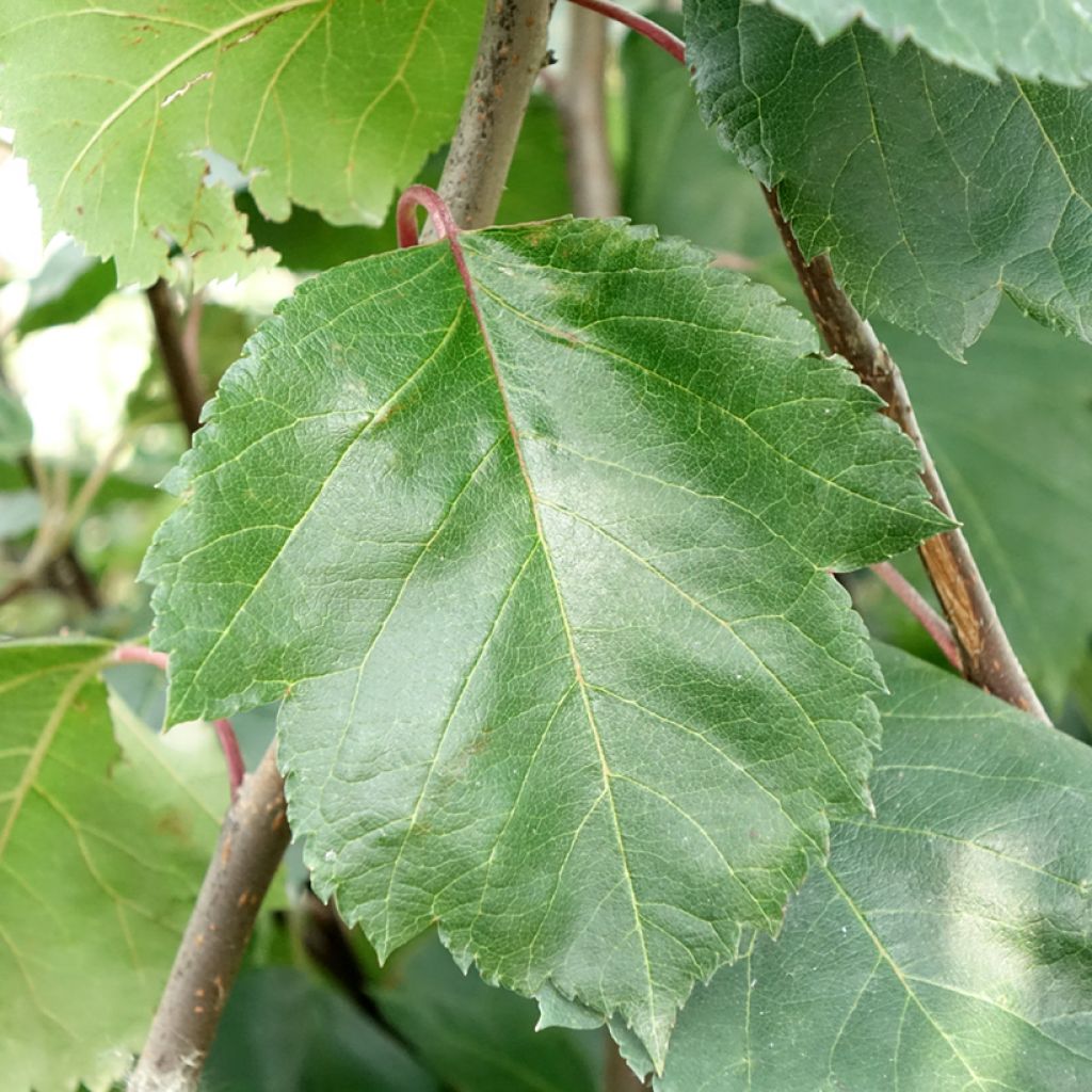 Malus Brandy Magic - Pommier d'ornement