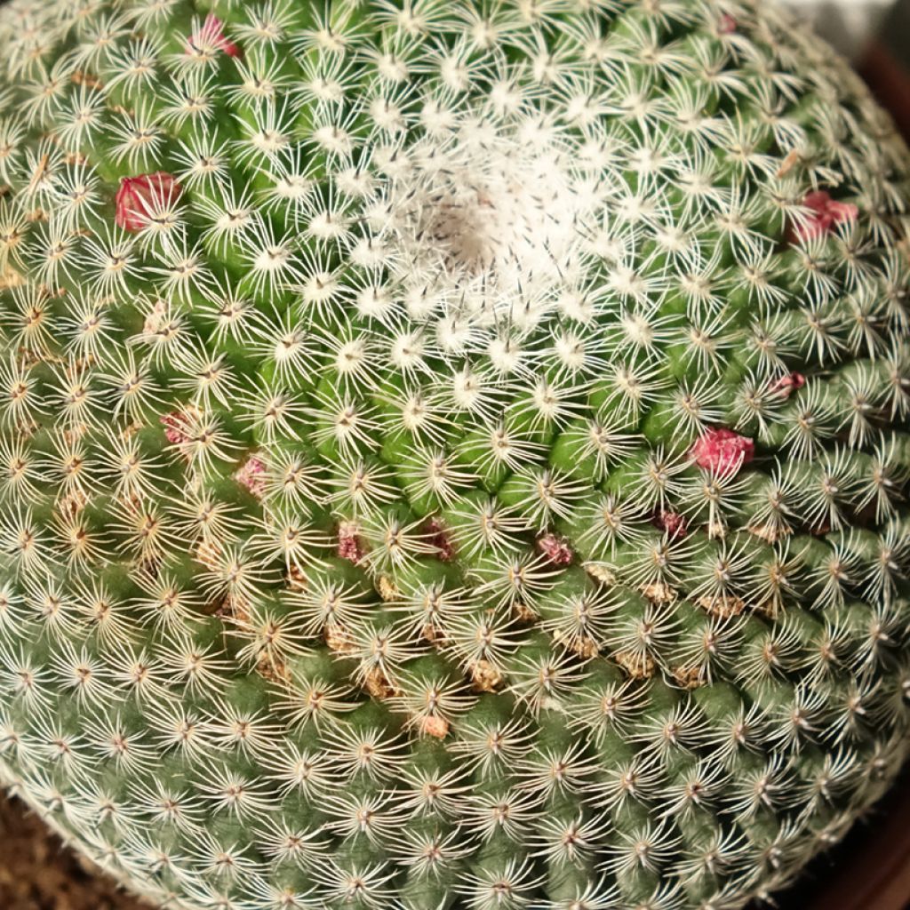 Mammillaria perbella 