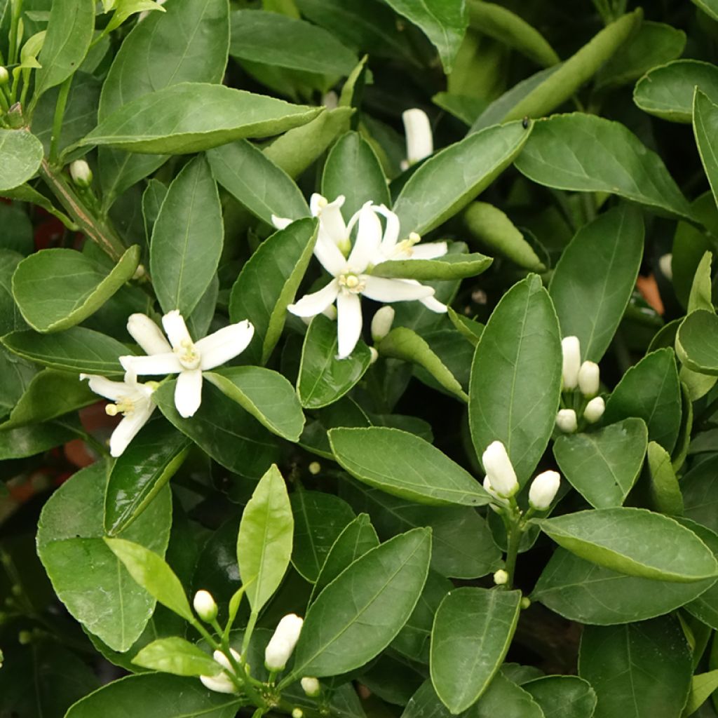 Mandarinier Satsuma - Citrus unshiu