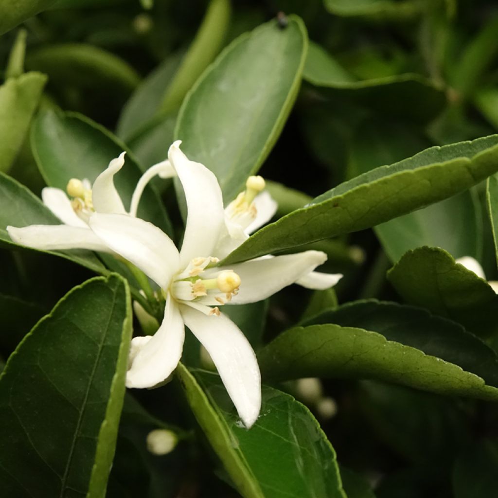 Mandarinier Satsuma - Citrus unshiu