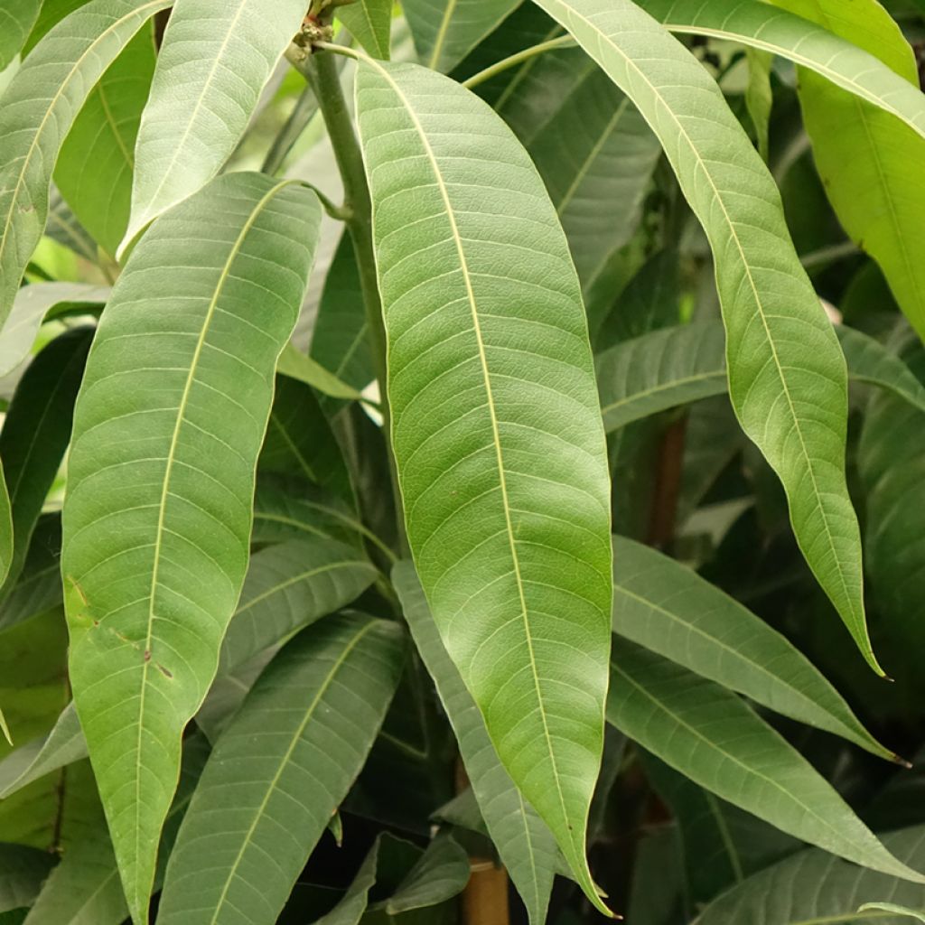 Mangifera indica - Manguier