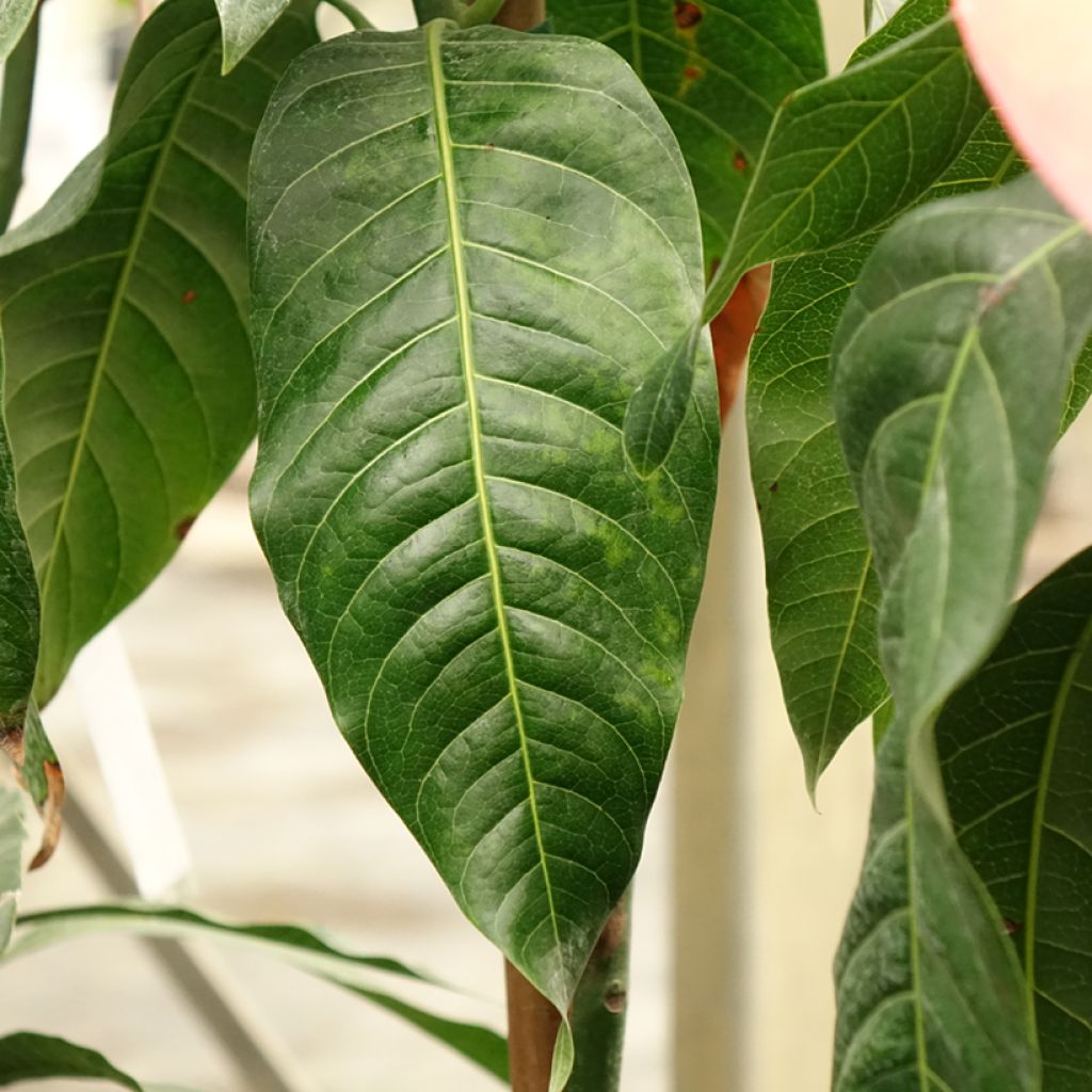 Manguier Keitt - Mangifera indica