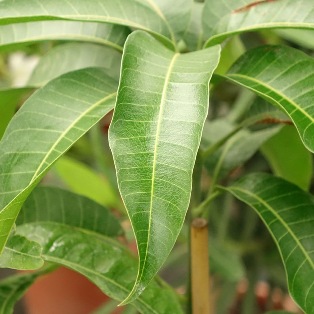 Manguier Kent - Mangifera indica