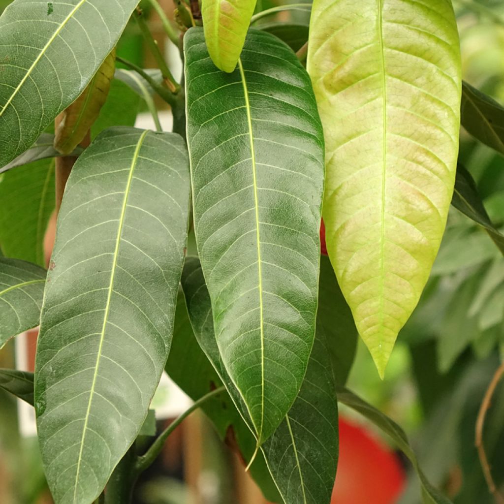 Manguier Osteen - Mangifera indica