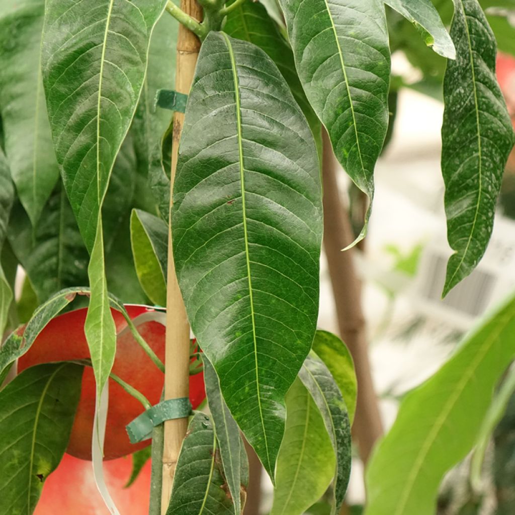 Manguier Palmer - Mangifera indica