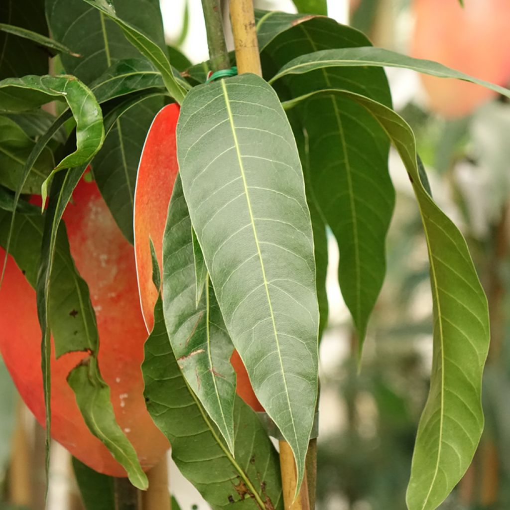 Manguier Tommy Atkins - Mangifera indica
