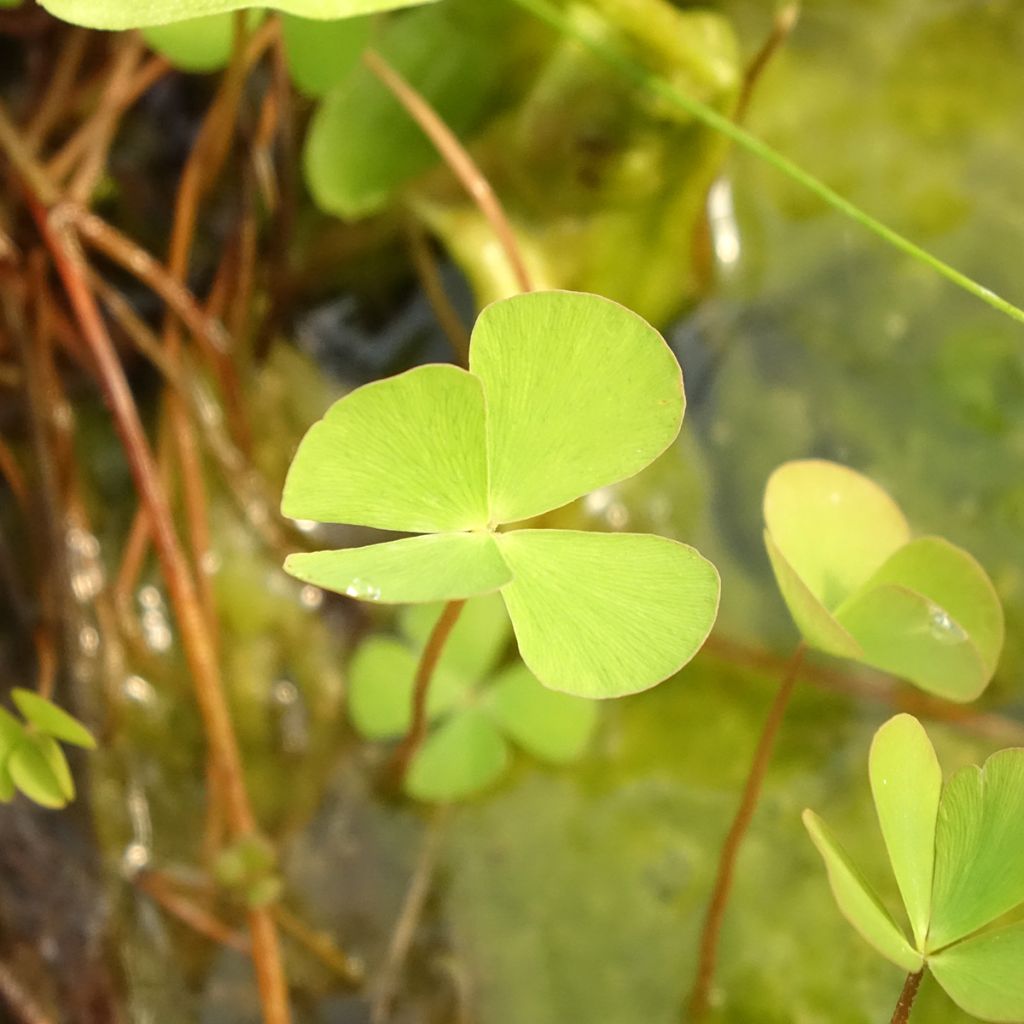 Marsilea quadrifolia - Marsilée à quatre feuilles
