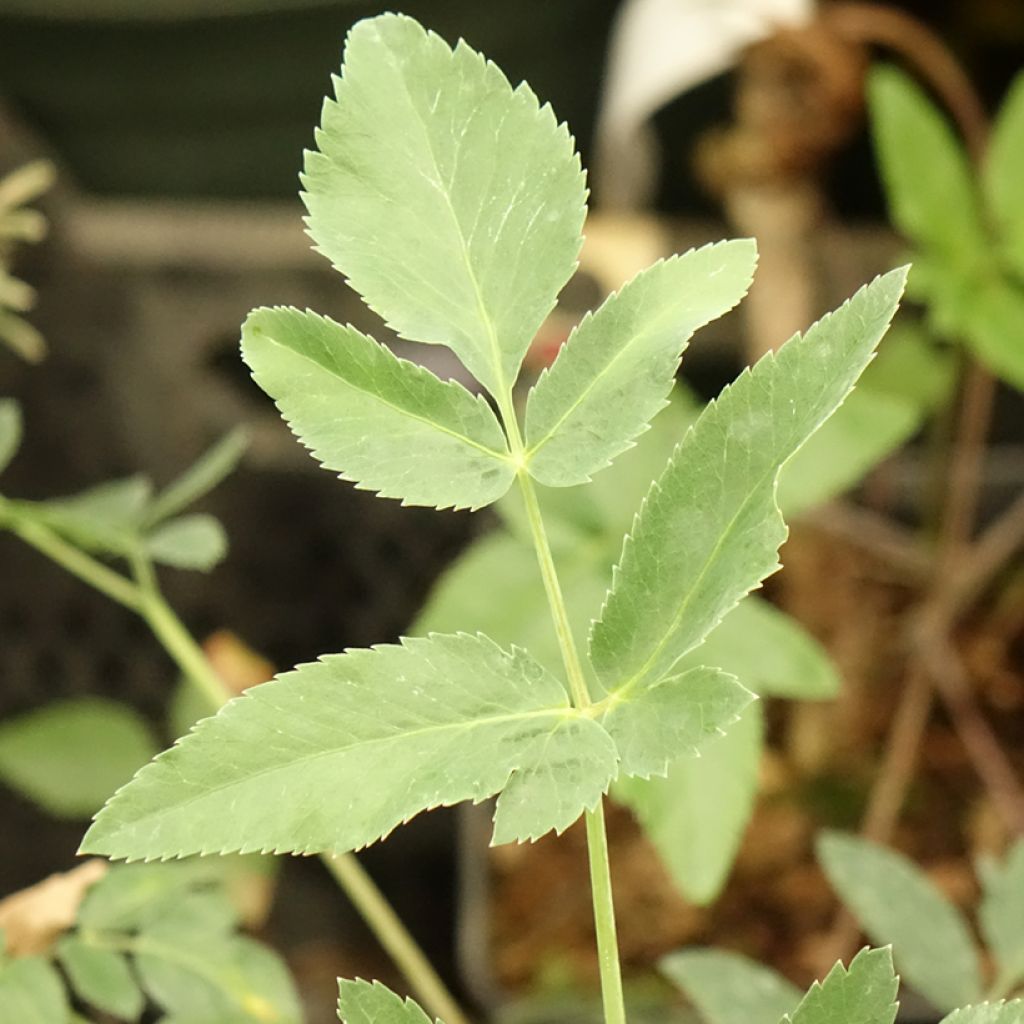 Mathiasella bupleuroides Green Dream