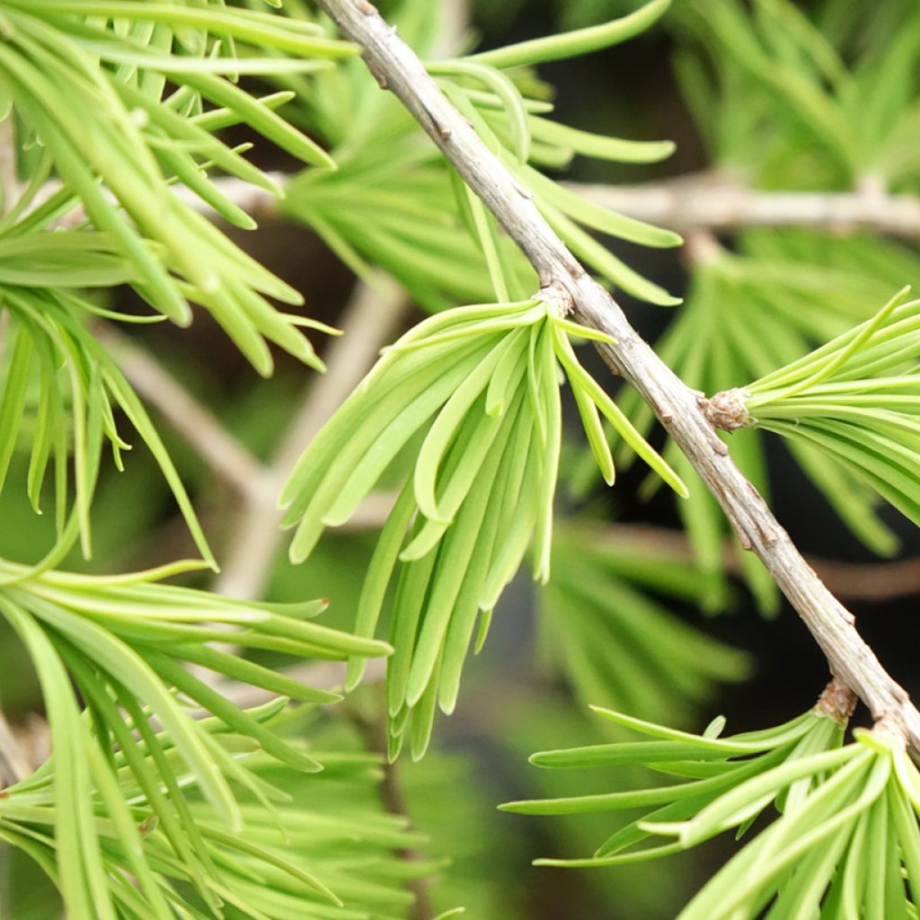 Mélèze de Chine - Pseudolarix amabilis