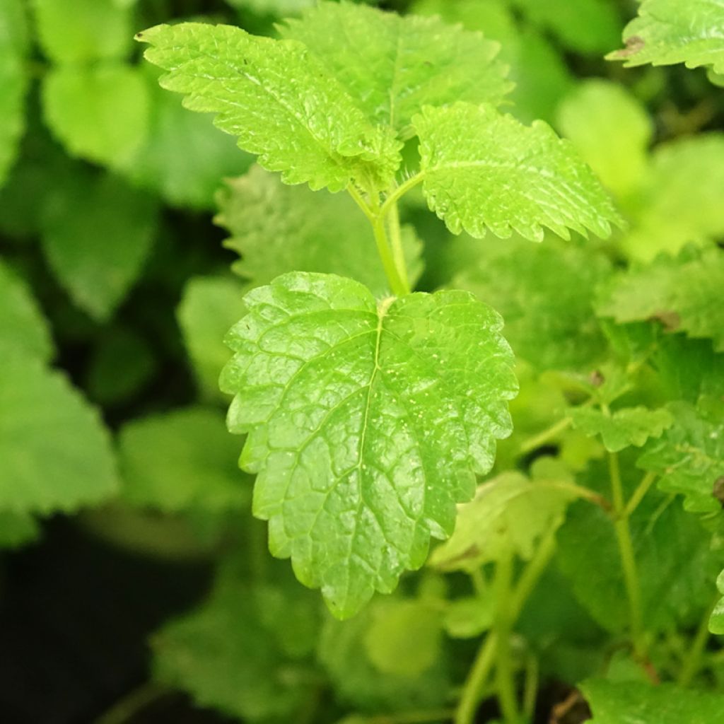 Mélisse citronnelle 