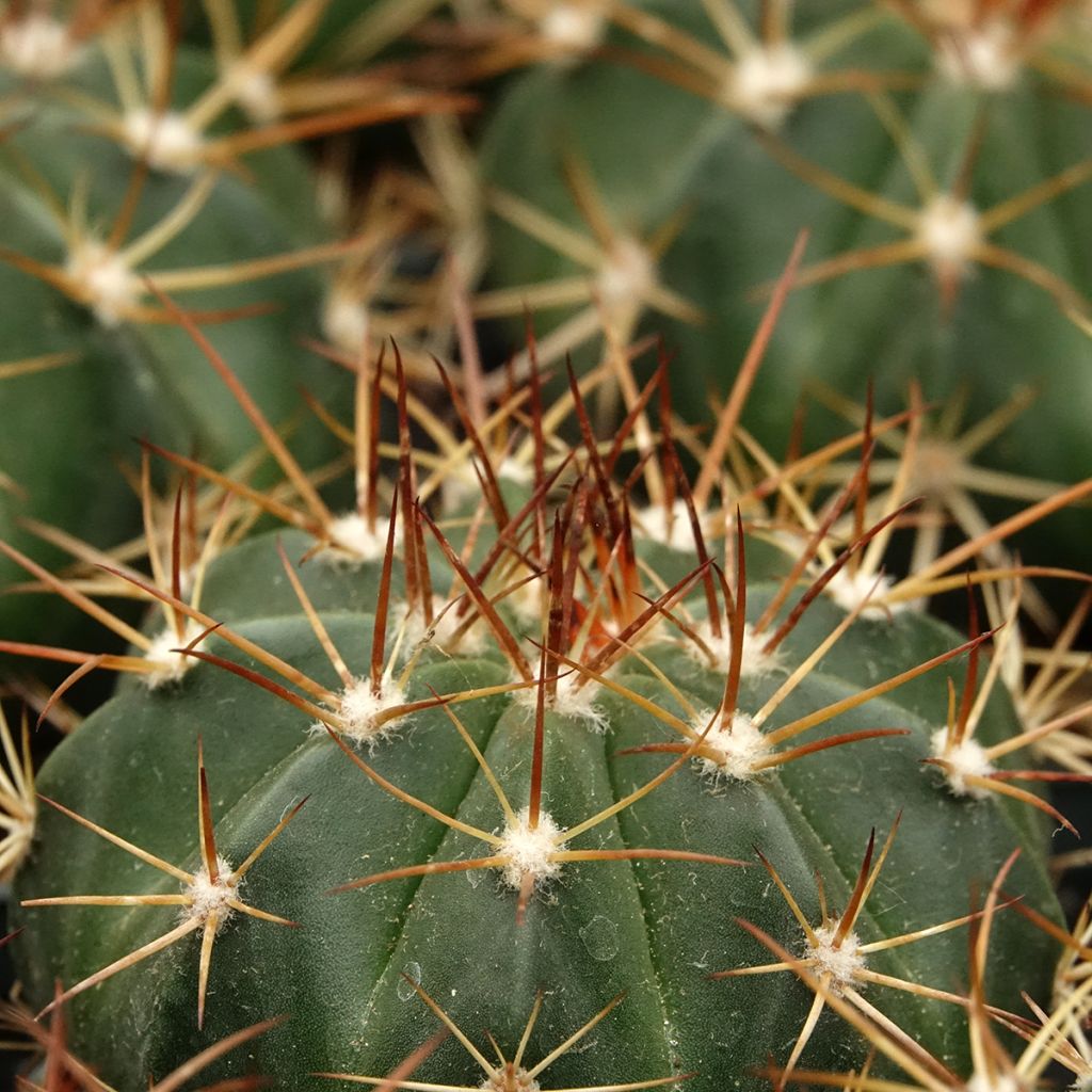 Melocactus azureus - Cactus melon