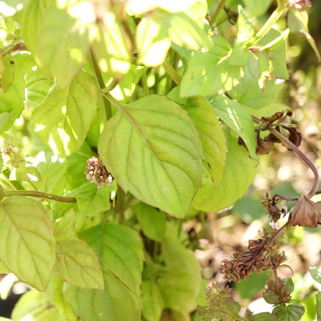 Menthe Bergamote - Mentha citrata Bergamote