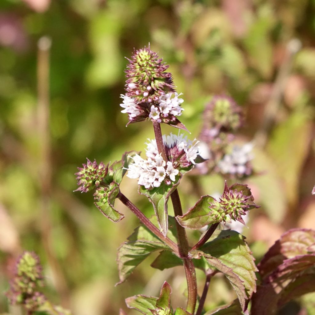 Menthe Bergamote - Mentha citrata Bergamote