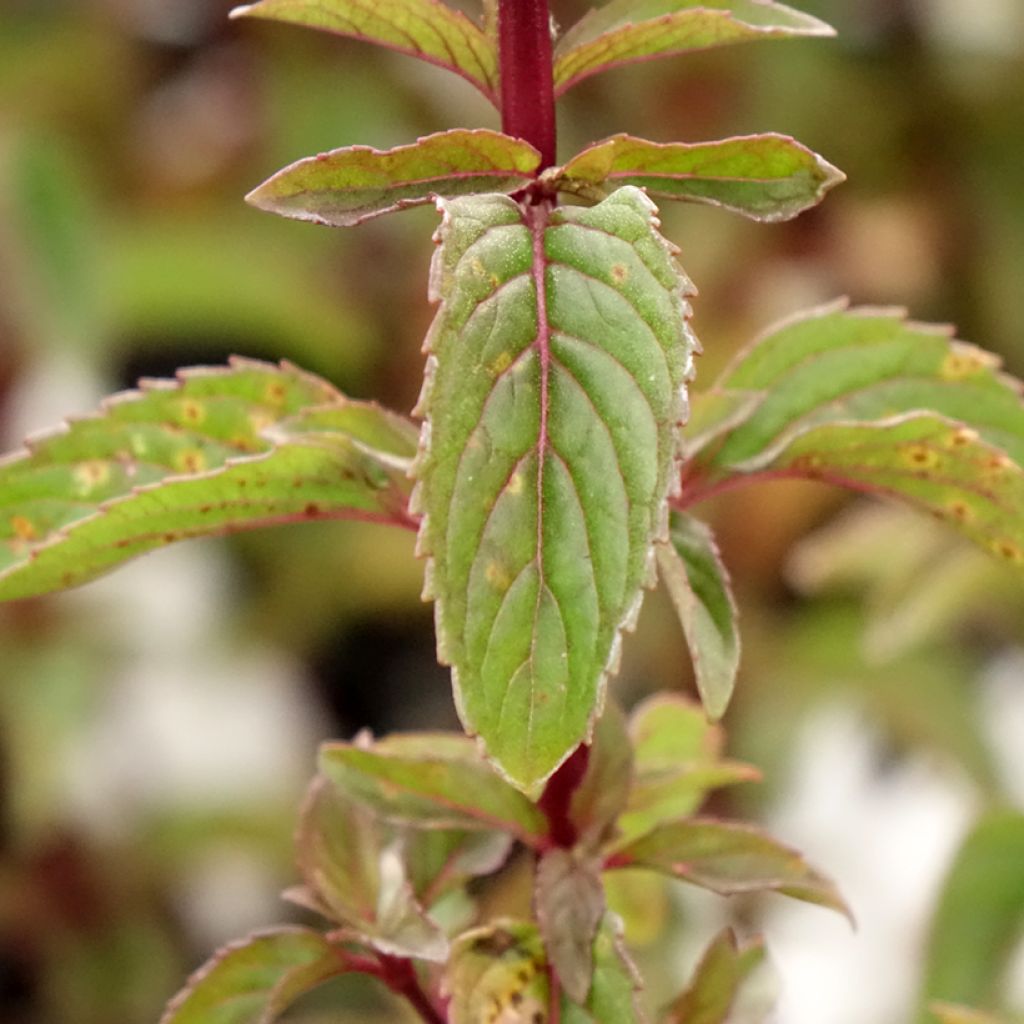 Menthe Bergamote - Mentha citrata Bergamote