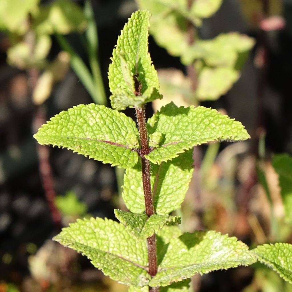 Menthe Chinoise BIO - Mentha  haplocalyx