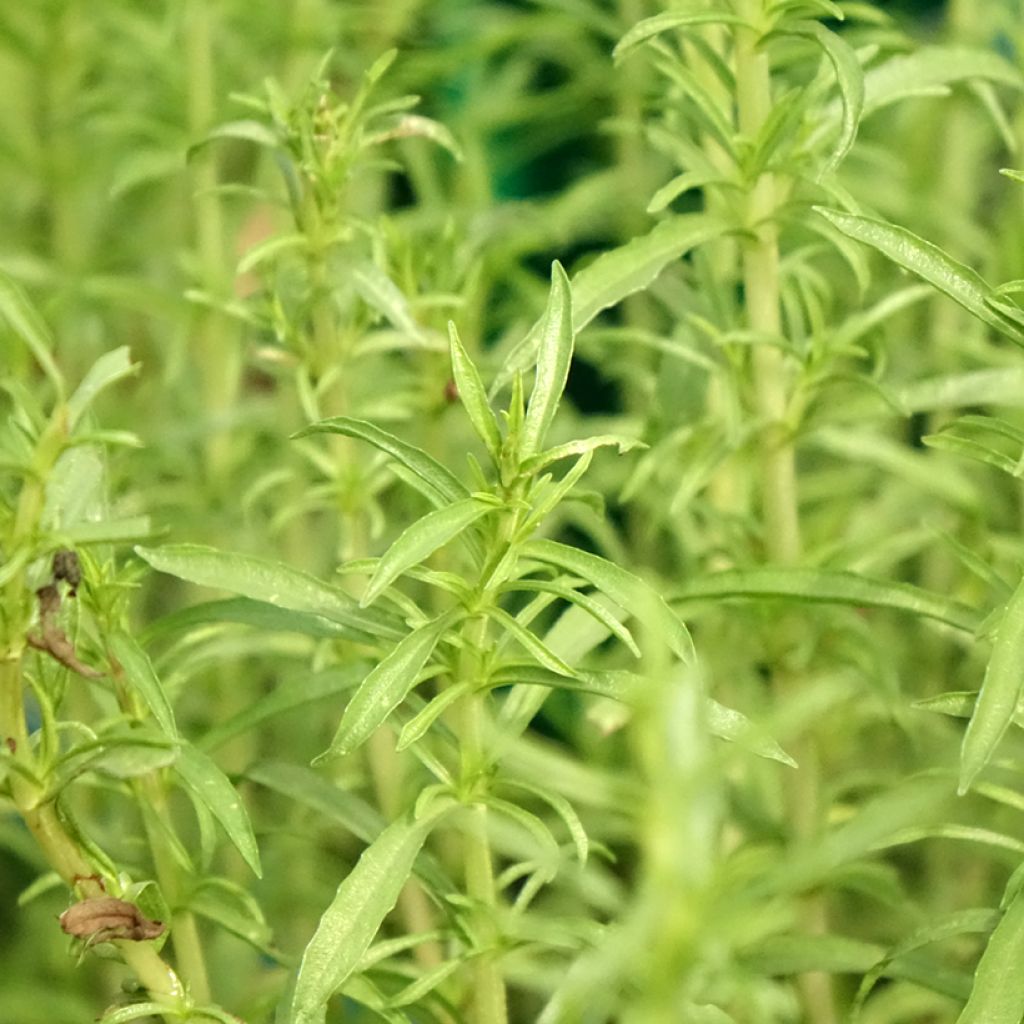 Menthe des cerfs - Mentha ou Preslia cervina Alba
