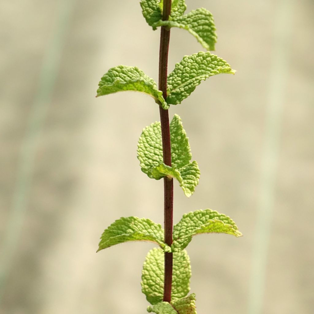 Menthe espagnole en plants BIO