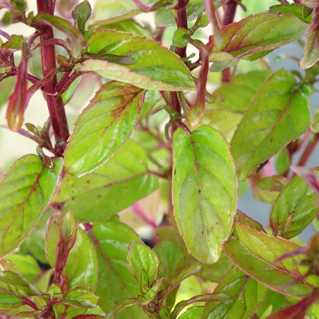 Menthe Goût d'Orange - Mentha citrata Goût d'Orange 