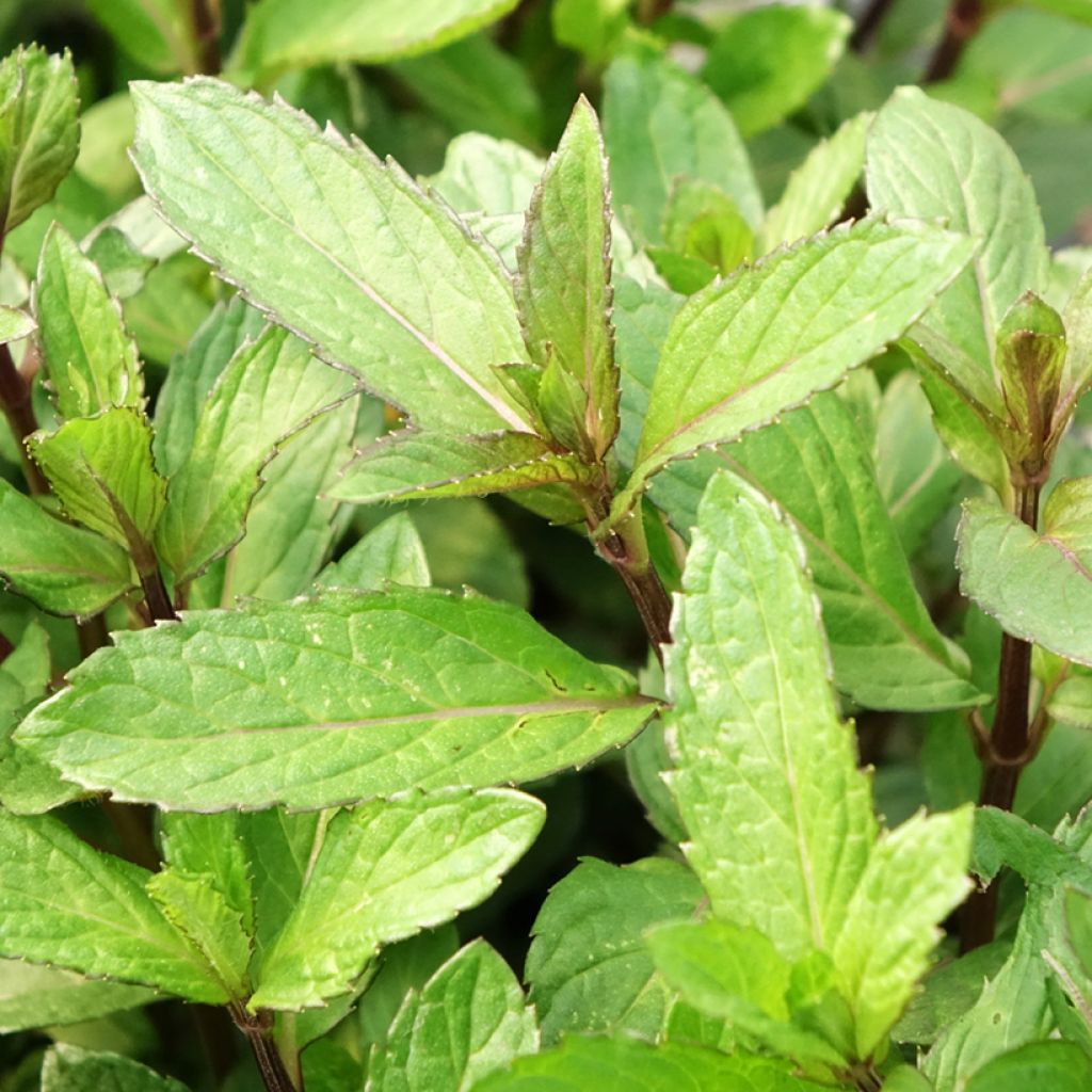 Menthe poivrée - Mentha piperata en plant BIO