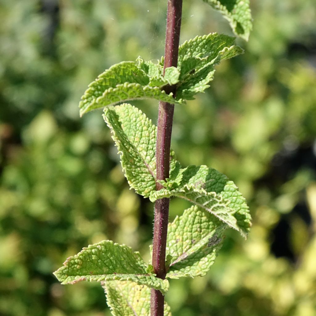 Menthe Tashkent - Mentha spicata BIO