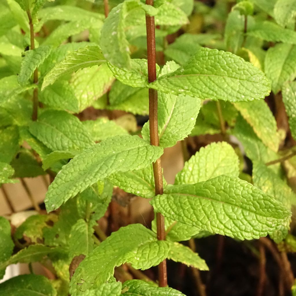 Menthe verte - Mentha spicata en plant BIO