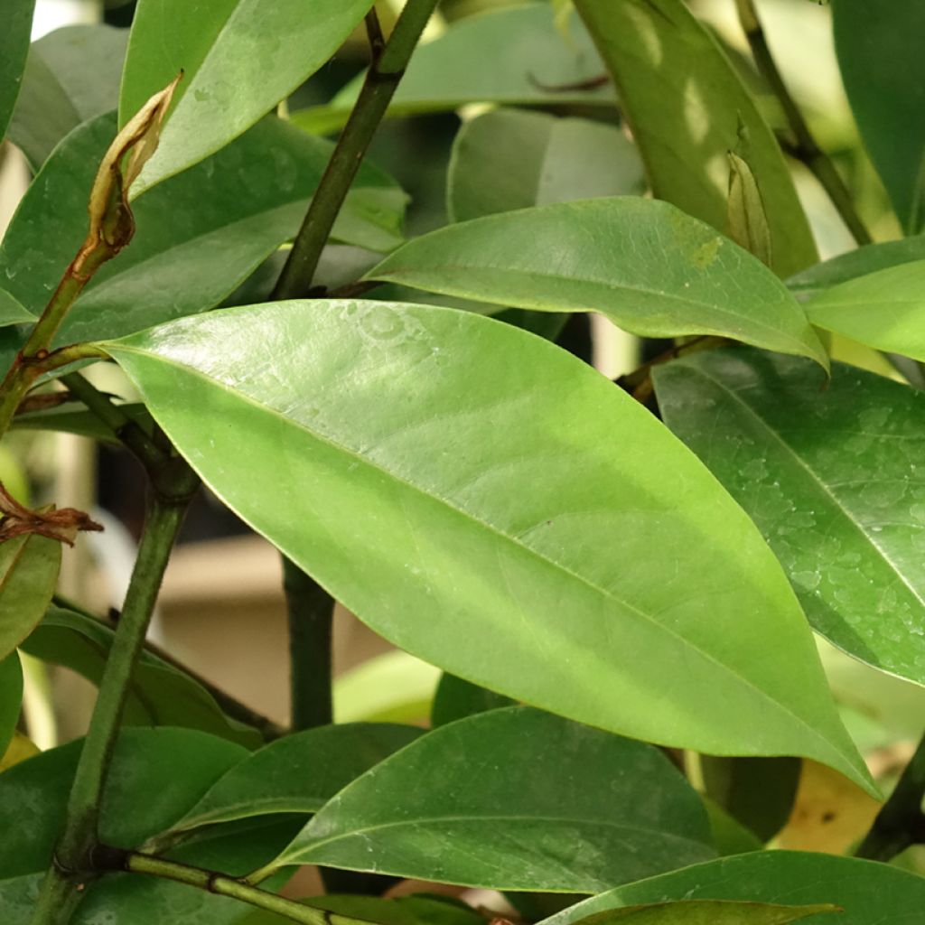 Michelia (x) foggii Allspice - Michelia hybride