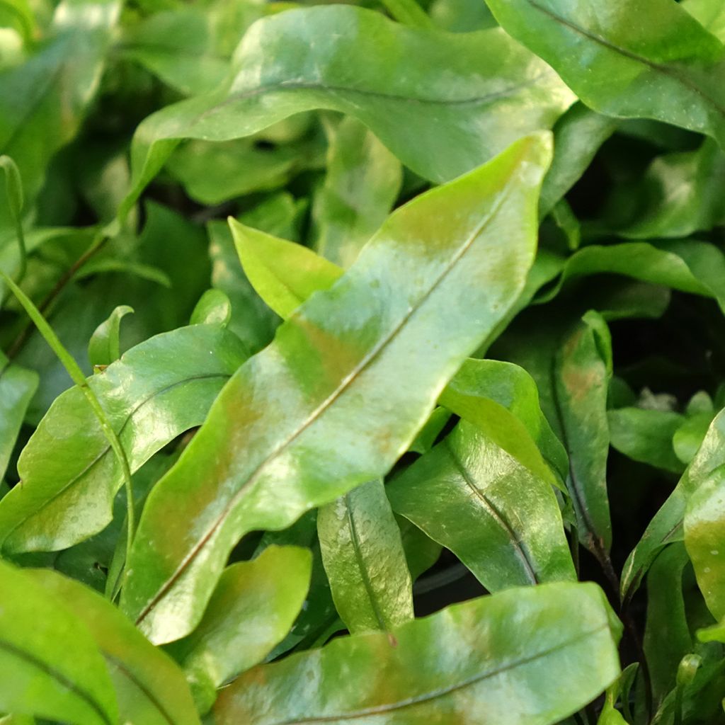 Microsorum pteropus - Fougère de Java