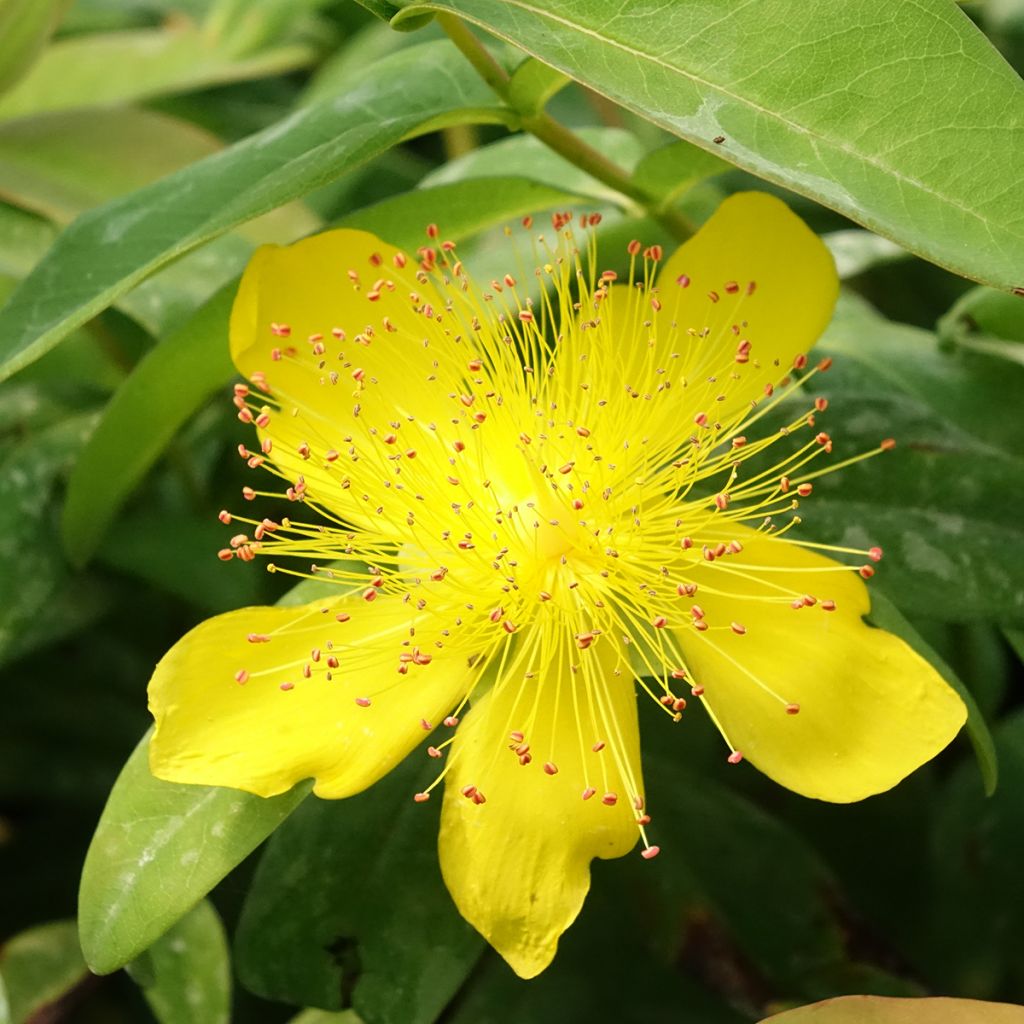 Millepertuis - Hypericum calycinum