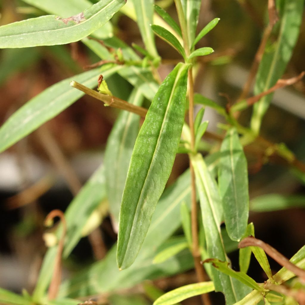 Millepertuis - Hypericum kalmianum Sunny Boulevard