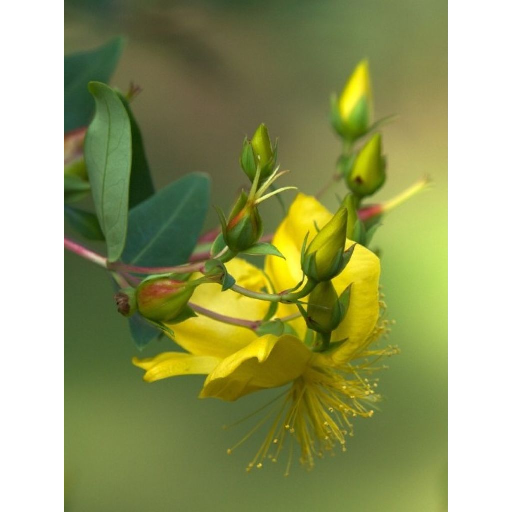 Hypericum inodorum Magical Beauty - Millepertuis